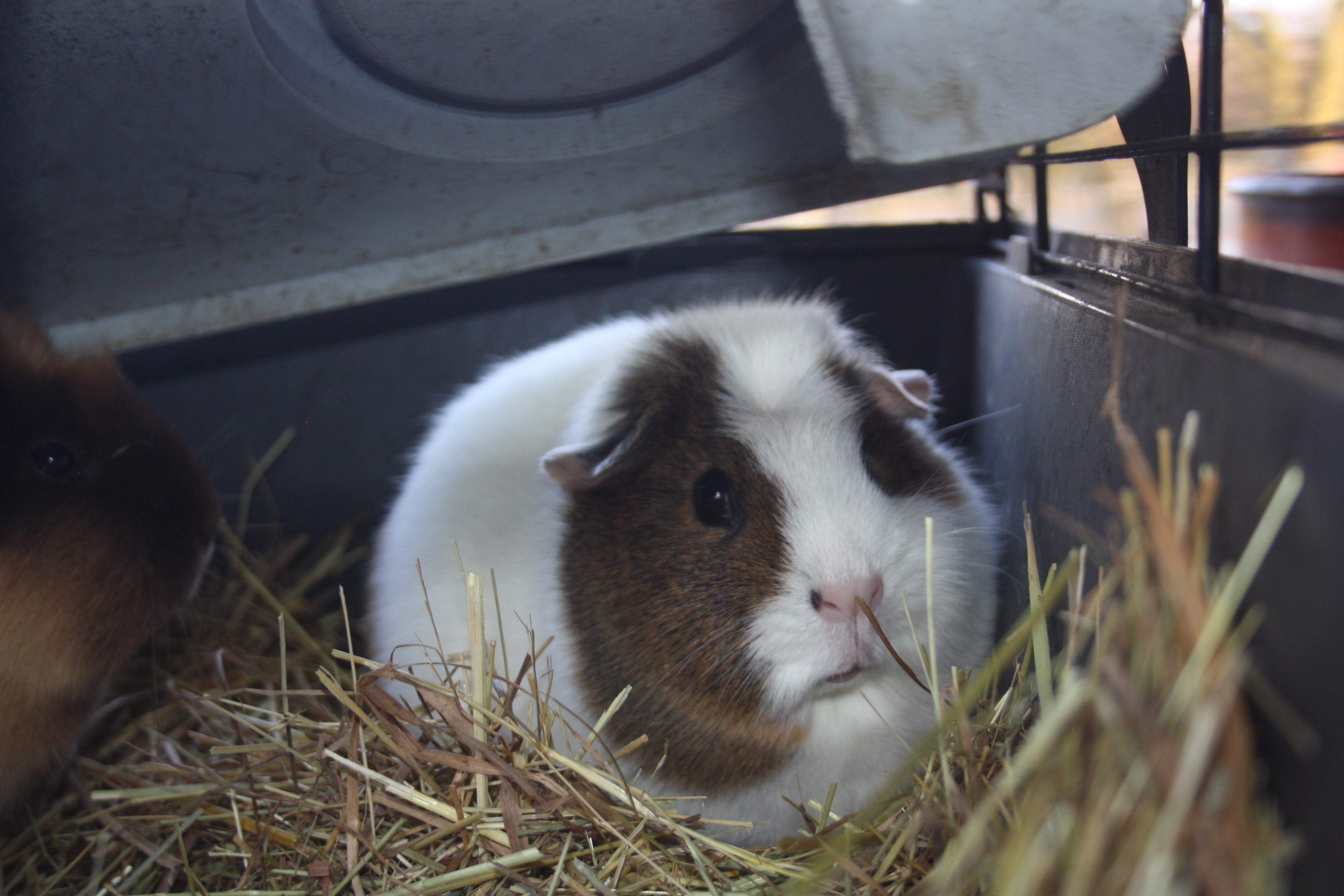 cochon d'inde