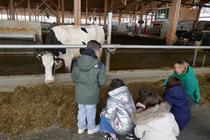 Animation -Goûter à la ferme "Spécial tétée des veaux"_Saint-Cyr-les-Vignes
