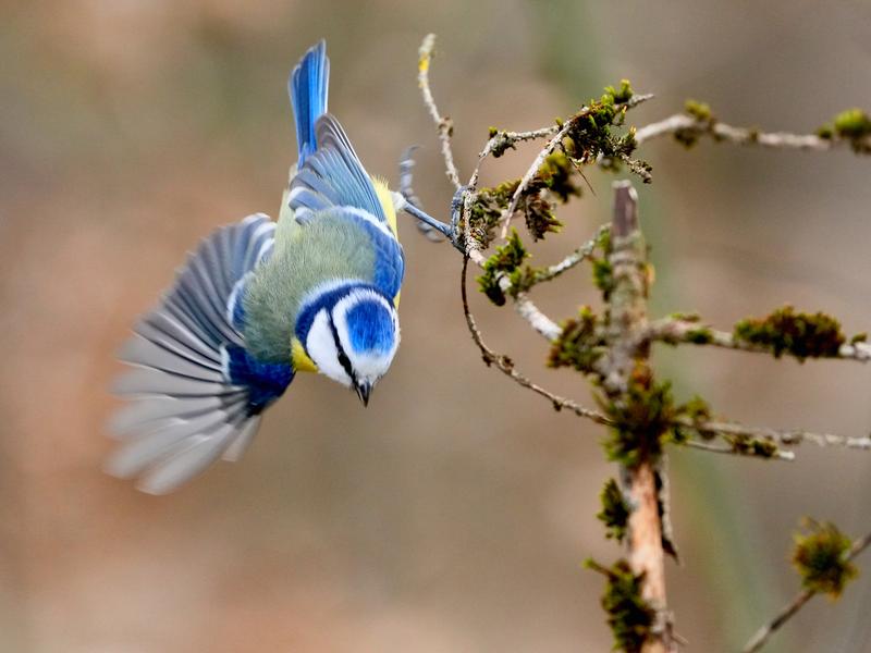 Mésange bleue