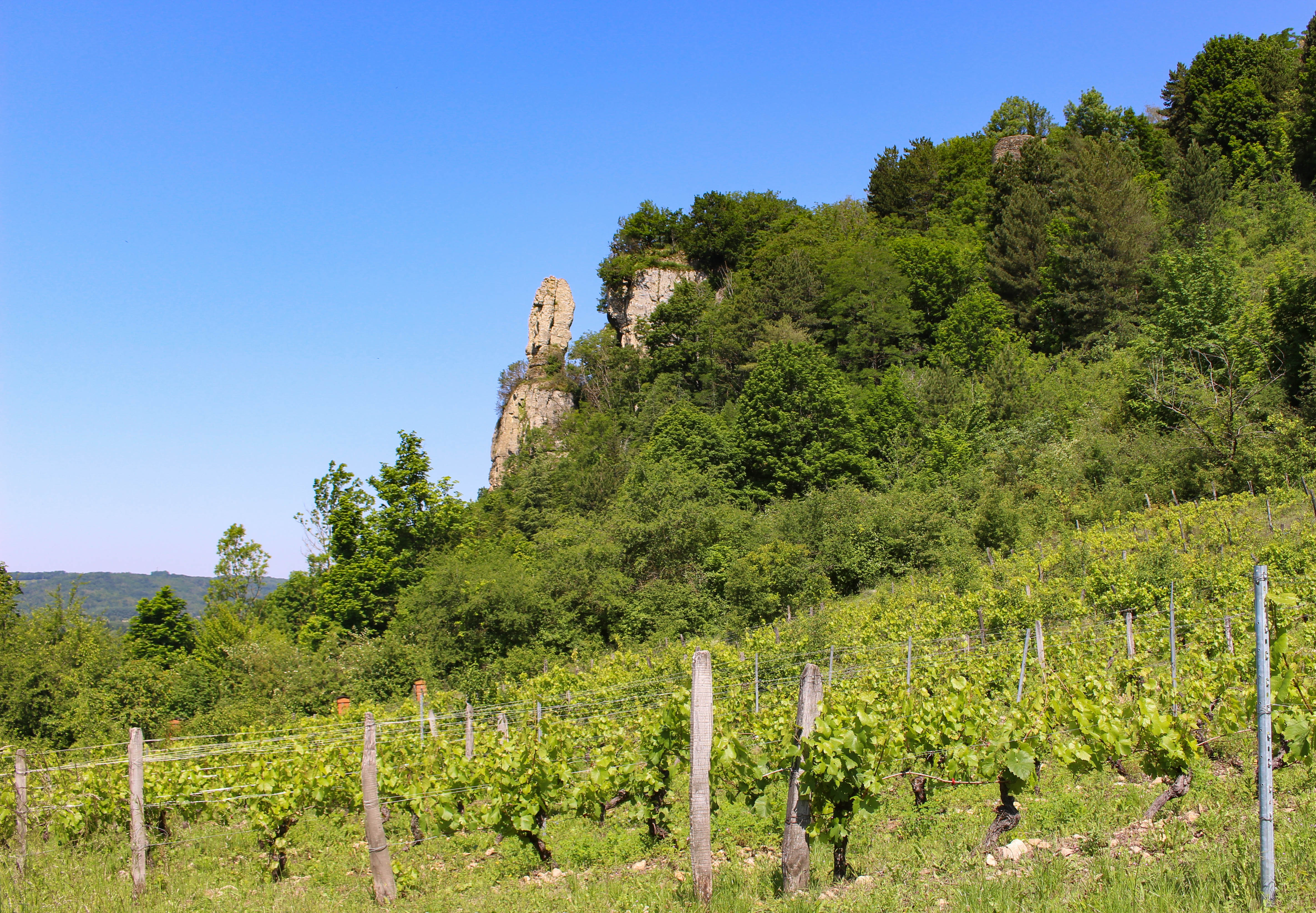 les vignes de St Sorlin en Bugey en été