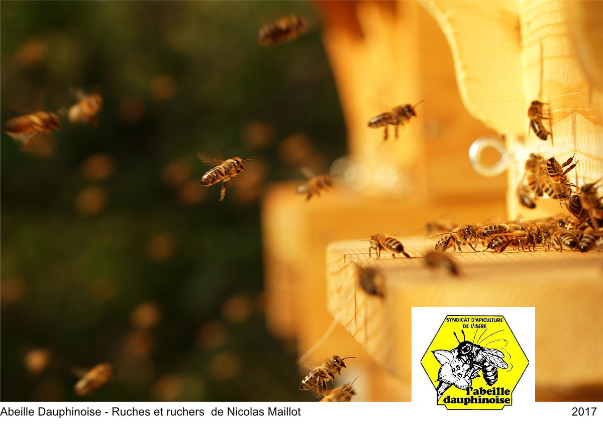 Animation apiculture à Chamrousse
