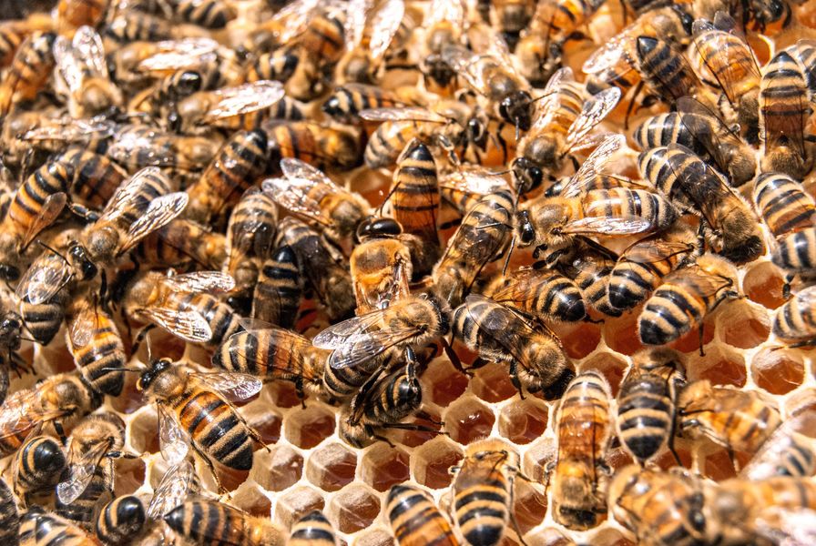 Abeilles