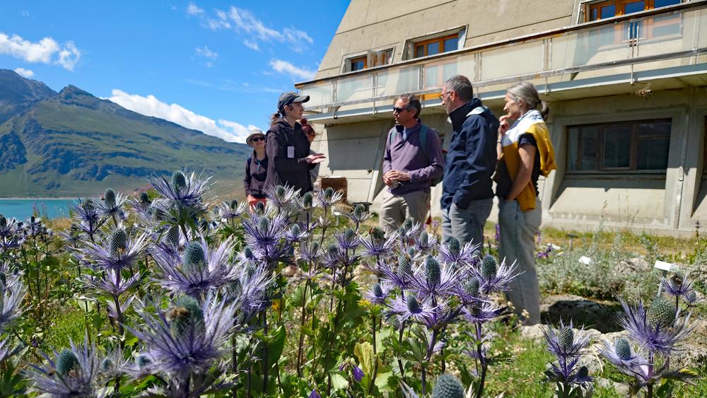 Chardons bleus devant un groupe en visite guidée Chardons bleus devant un groupe en visite guidée