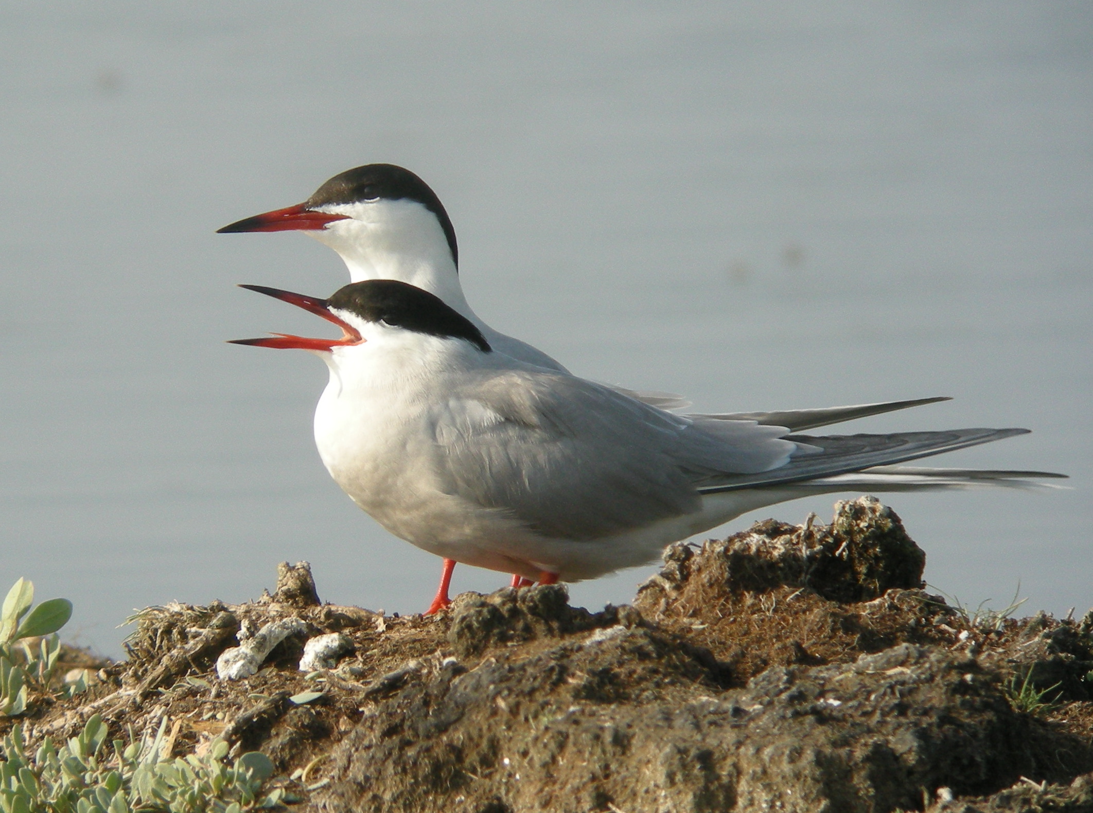 Nature au crépuscule