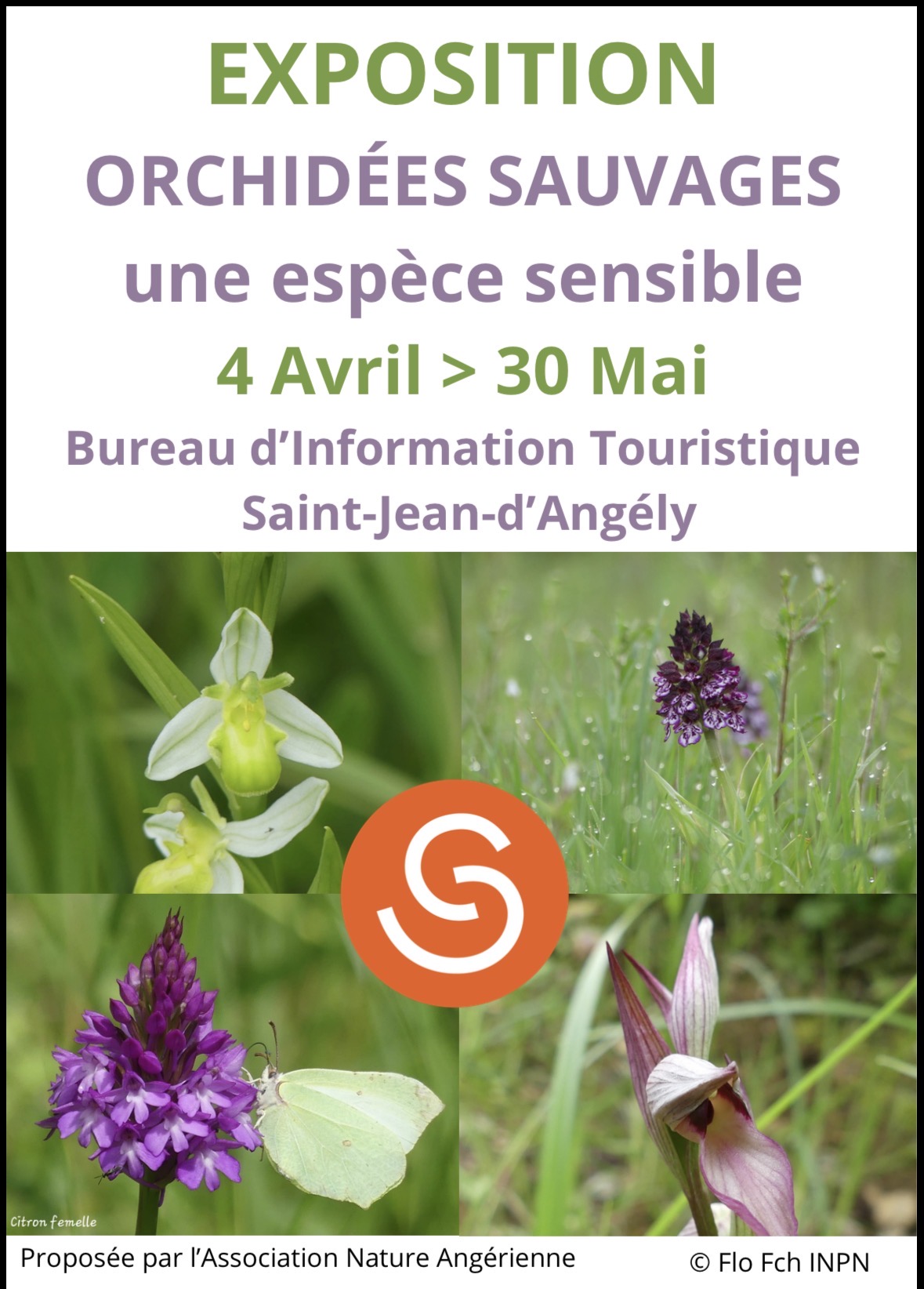 Exposition orchidées sauvages une espèce sensible
