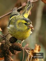 Micro-Folie les oiseaux dans l'art