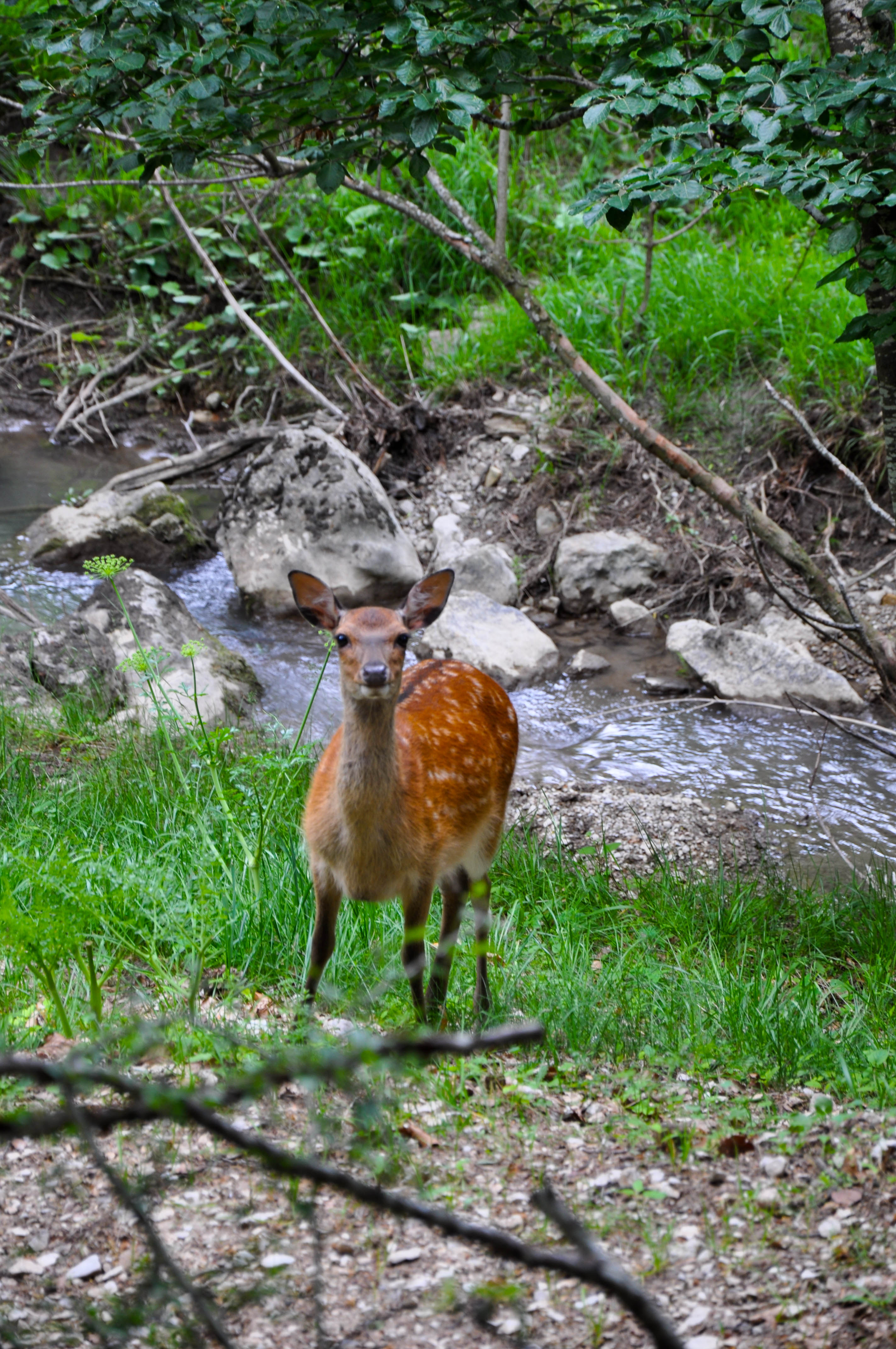 Parc animalier La Vallée Sauvage