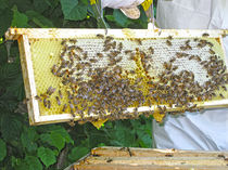 La récolte du miel de l'Ourserie
