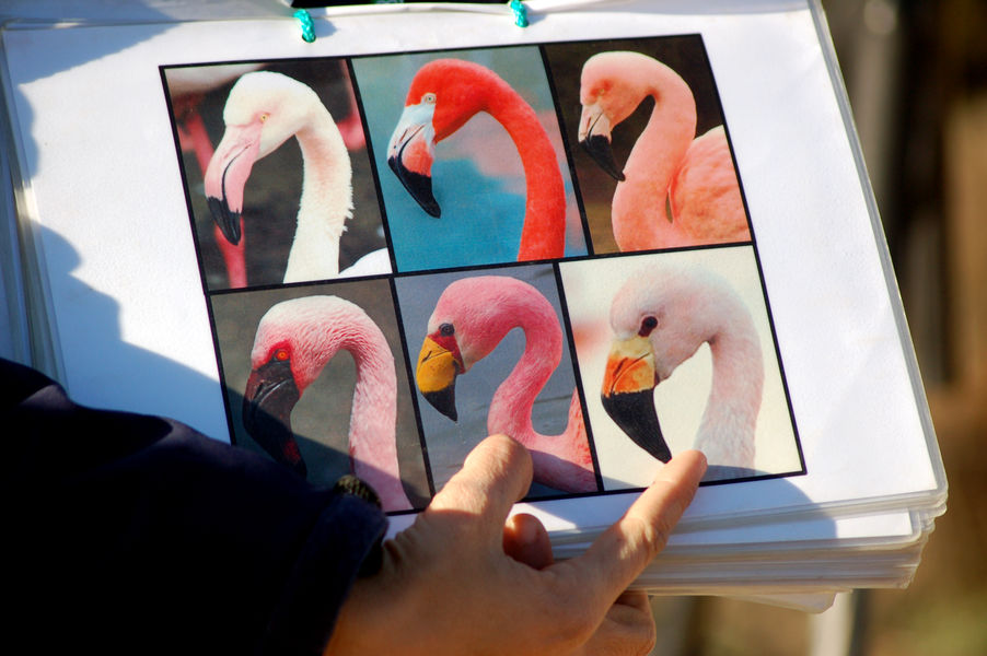 Observation des oiseaux Vieux Salins