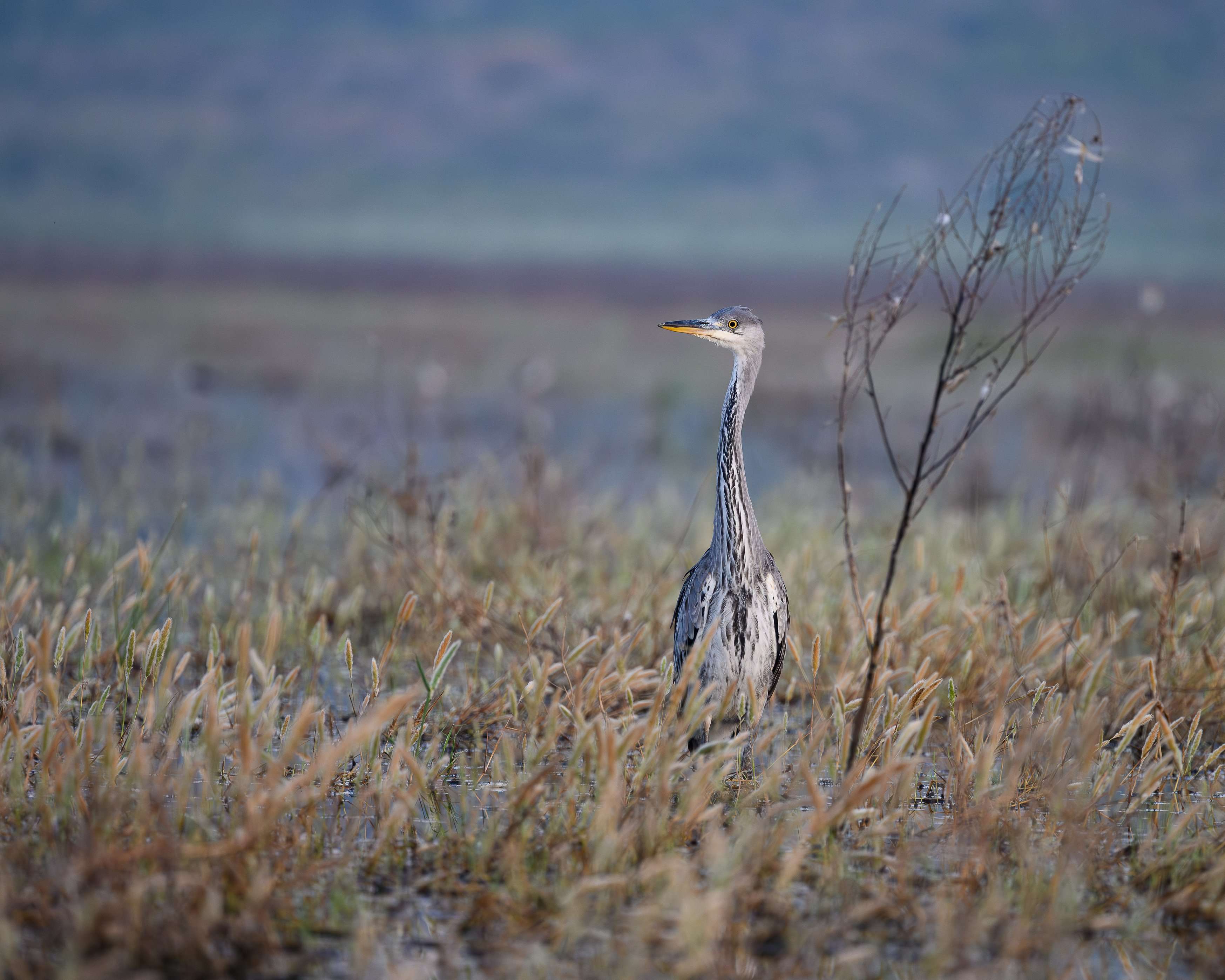Les oiseaux hivernants de la Réserve naturelle régionale du Pourra Domaine du Ranquet