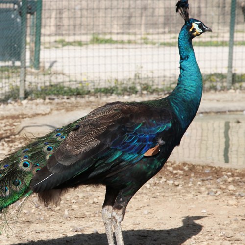 Ferme pédagogique des Pennes Mirabeau, Les Pennes-Mirabeau - photo 3