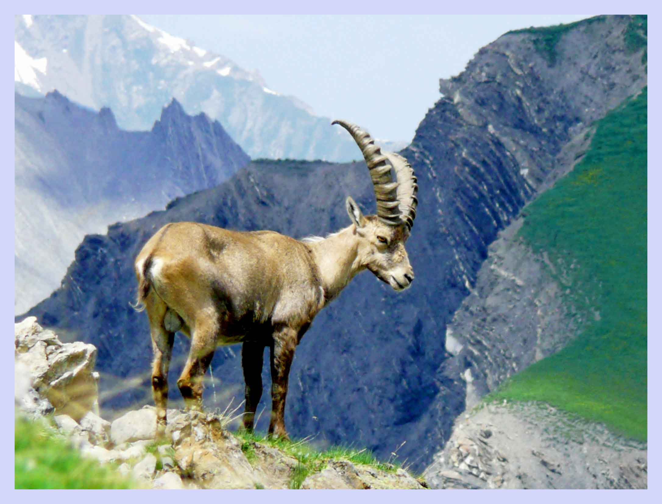 Photos of ibex in Vanoise, hiking