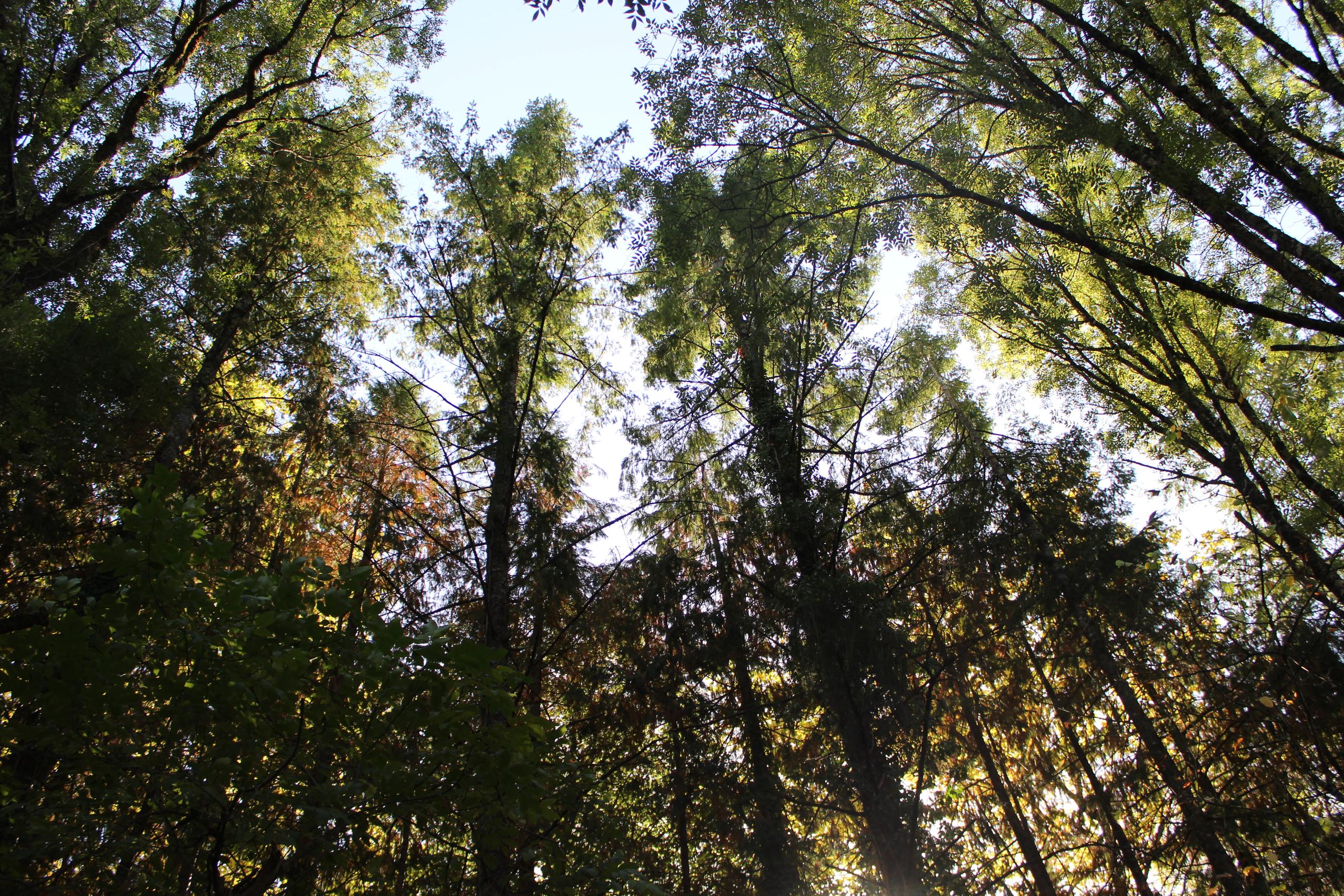 Sylvothérapie ou bain de forêt