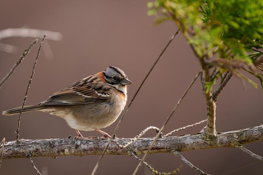 Atelier de fabrication d’une mangeoire à oiseaux en vannerie_Arcon