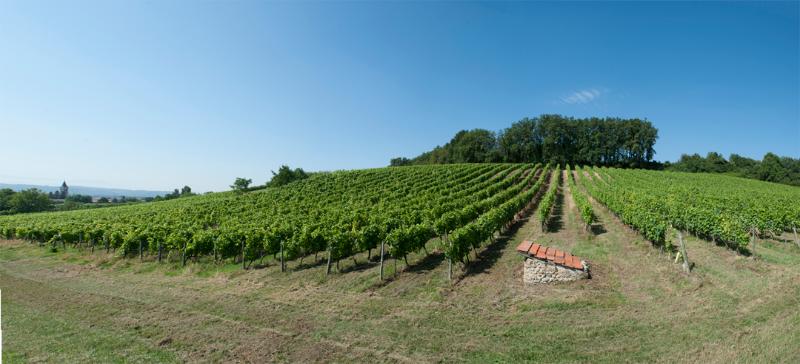vignoble