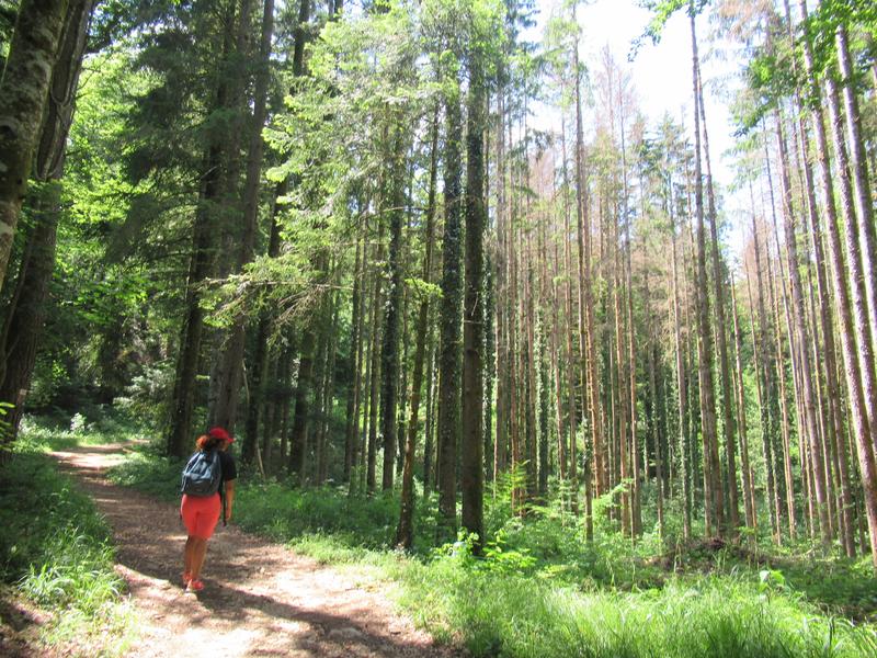 Chemin de randonnée