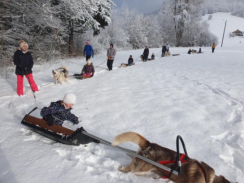 Pulka Scandinave avec les chiens de traîneaux_Bellevaux