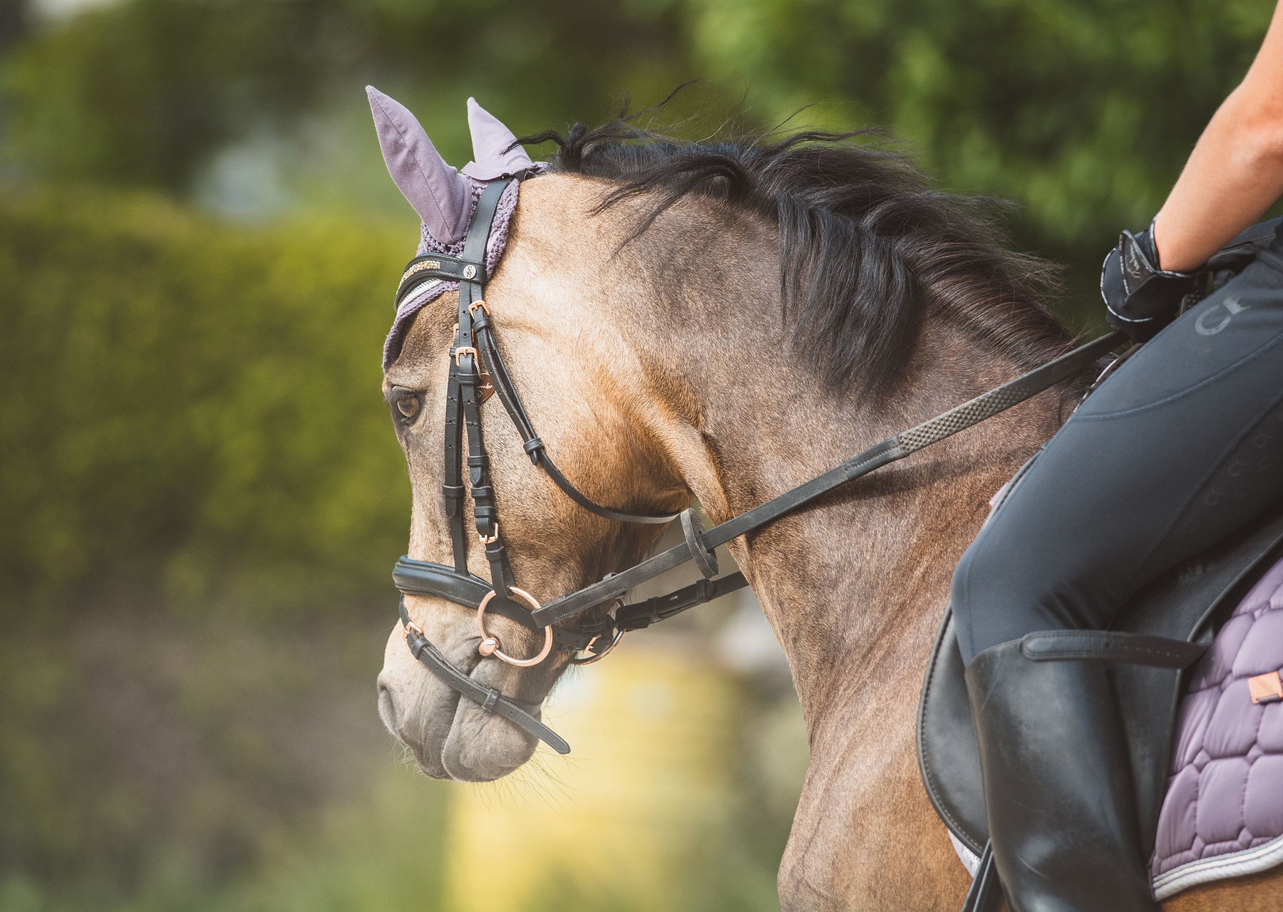 Centre équestre Ecole Elodie Guilloteau