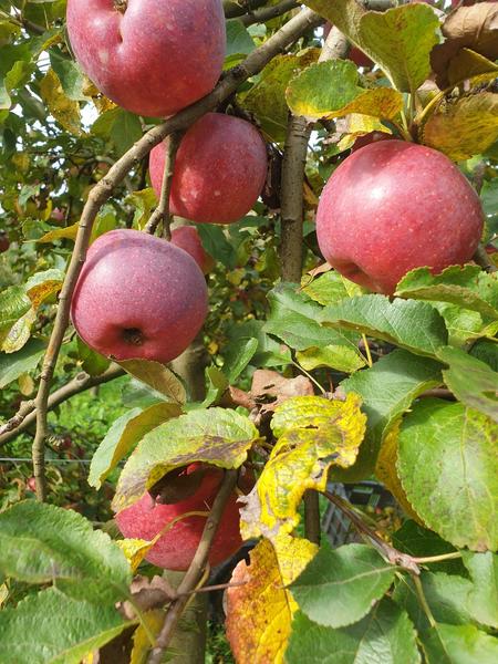 Les vergers d'Hysope_Les Avenières Veyrins-Thuellin