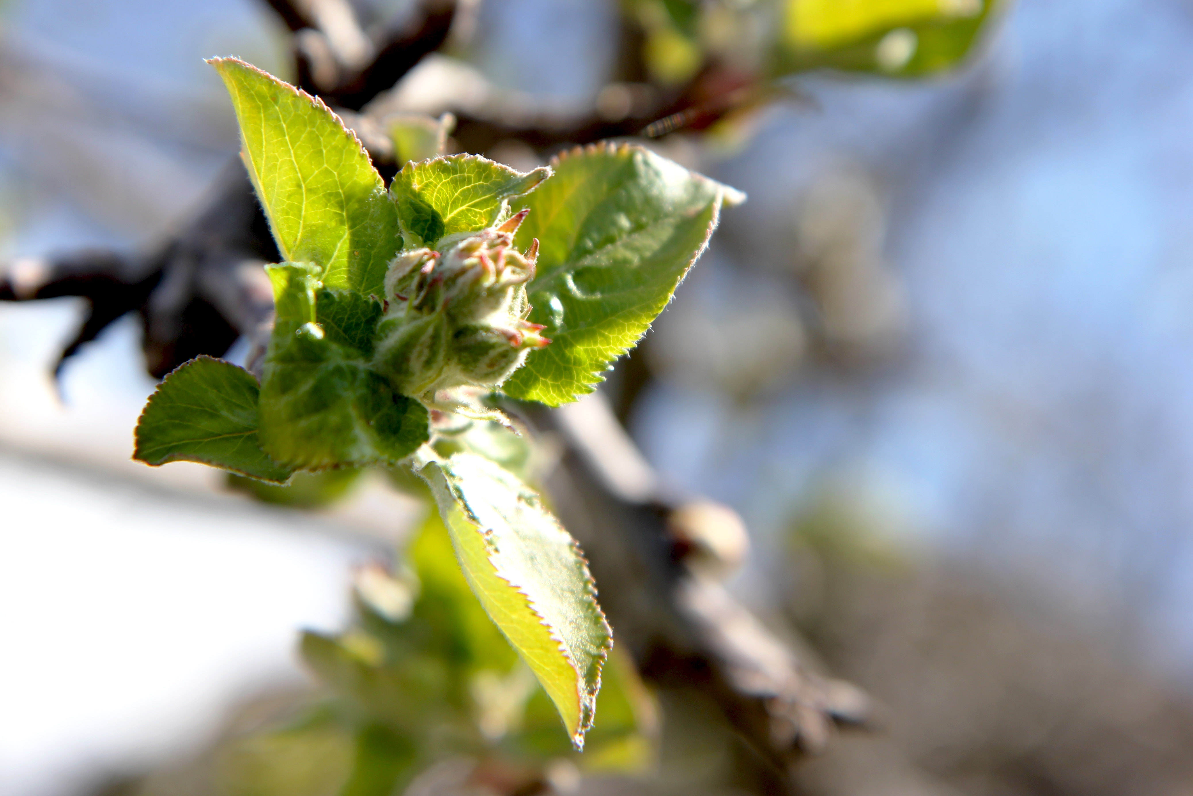 Apple trees in flower