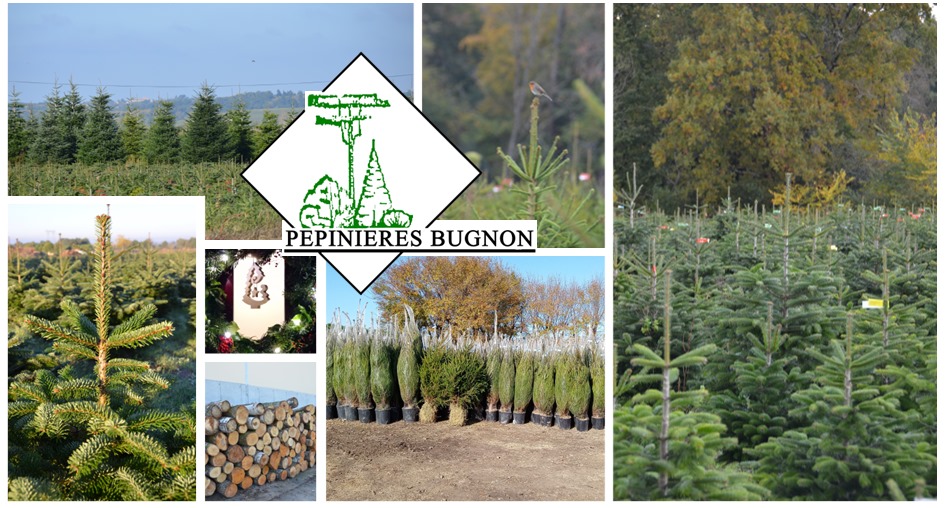 Pépinières Bugnon - Sapins de Noël
