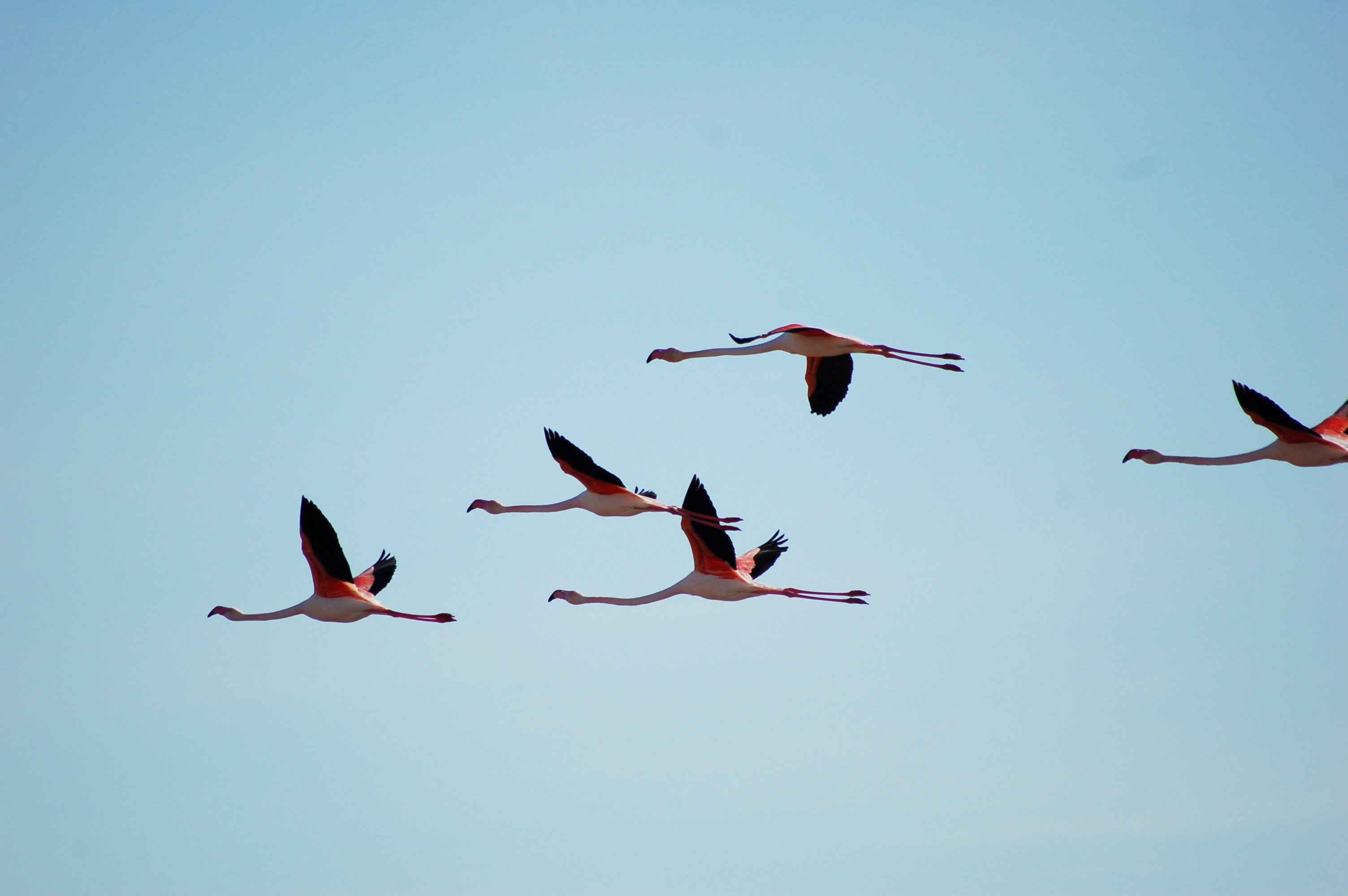 Observer les oiseaux et visiter le salin des Pesquiers à La Capte - LPO