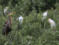 Visite guidée ornithologique à l’Écopôle du Forez_Chambéon