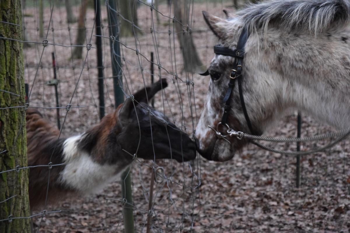 Parc animalier de Janvry