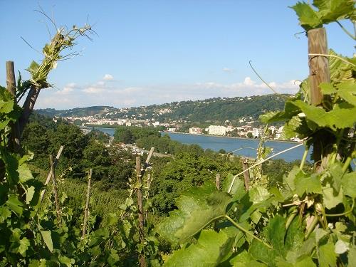 Circuit de randonnée entre le fleuve du Rhône et les vignobles