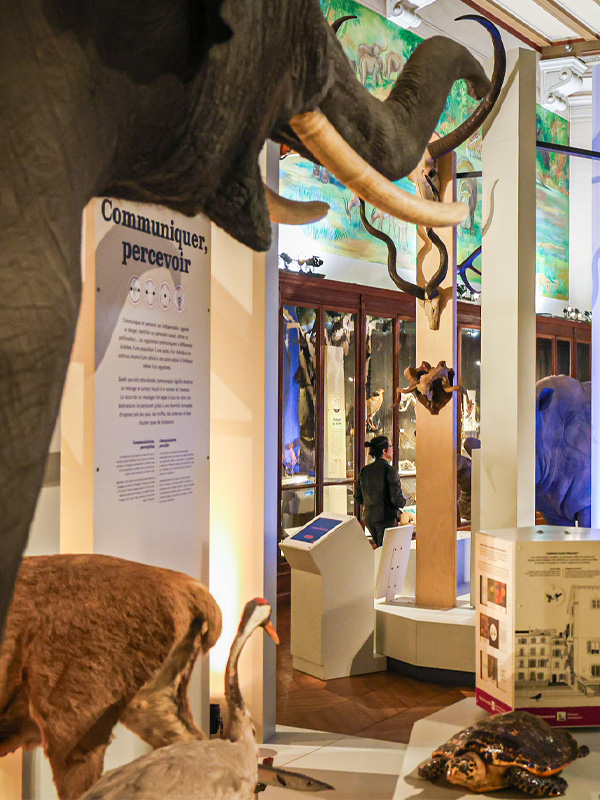 Visite flash "Intelligences animales"