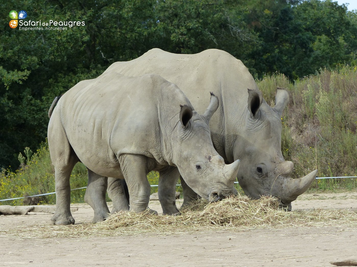 Safari - Libre de droit rhino