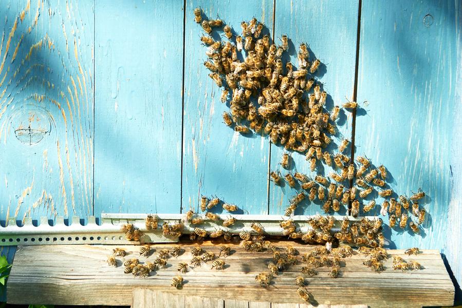 Atelier le théâtre des abeilles par l'Abeille de Ré