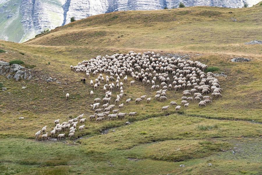 Rdv avec le Parc : découvrir le pastoralisme