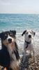 Passion Dog 04_Castellane