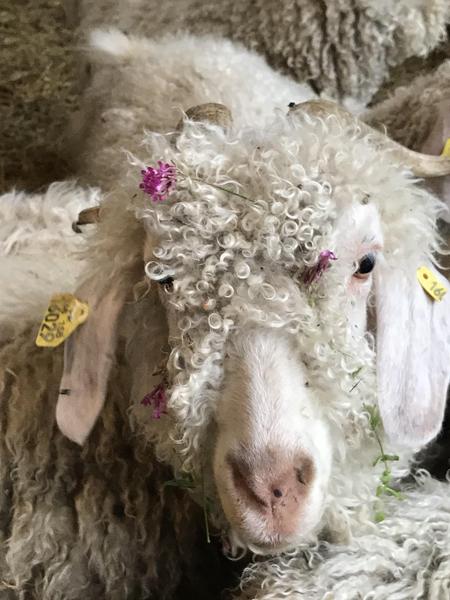 Mohair d'Ardèche Chevre Angora