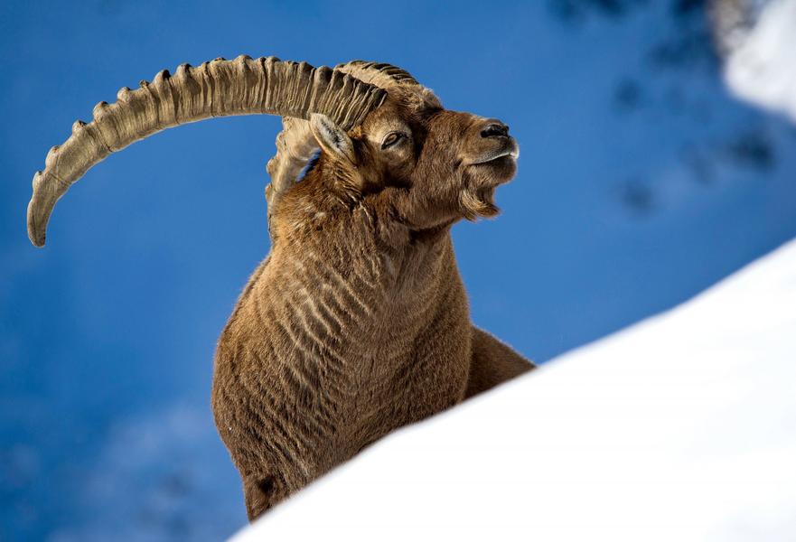 Balade raquettes à neige dans la vallée de Chamonix