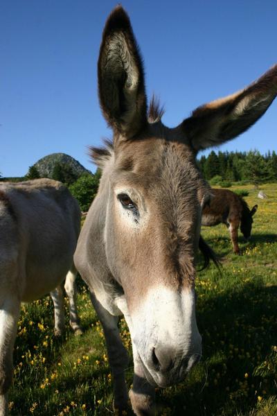 Massif Central Randonnées +
