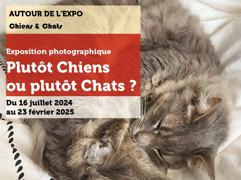 Plutôt chien ou plutôt chat ?