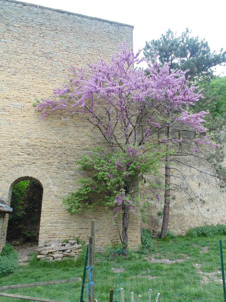 Le Clos Dauphin à La Balme les Grottes - Balcons du Dauphiné - Isère