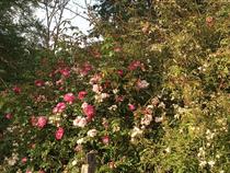 jardin tinctorial 
