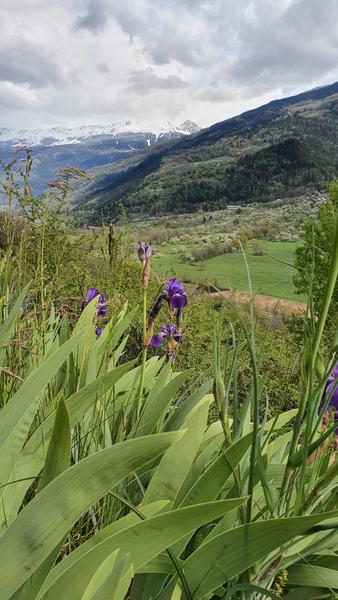 Vignes de La Côte d'Aime