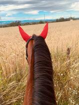 Balades à poney_Saint-Just Saint-Rambert