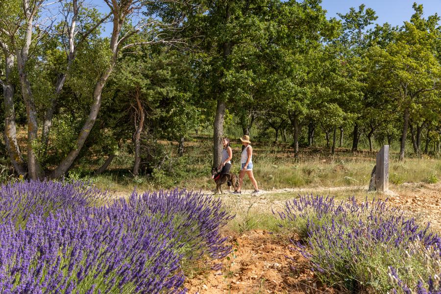 Les secrets de la Drôme Provençale à pied - Pays de Grignan - Enclave des Papes