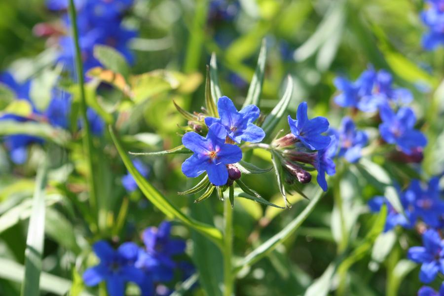Plante herbacée présente dans la réserve