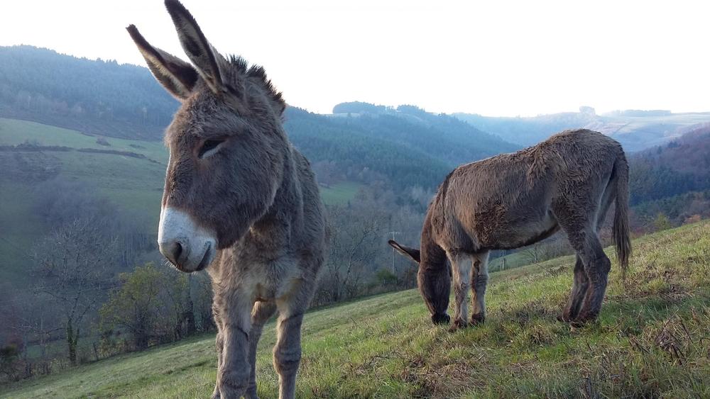 Gîte du Grand Peisselay à VALSONNE (Rhône - Beaujolais Vert) : Rustine et Mirza.