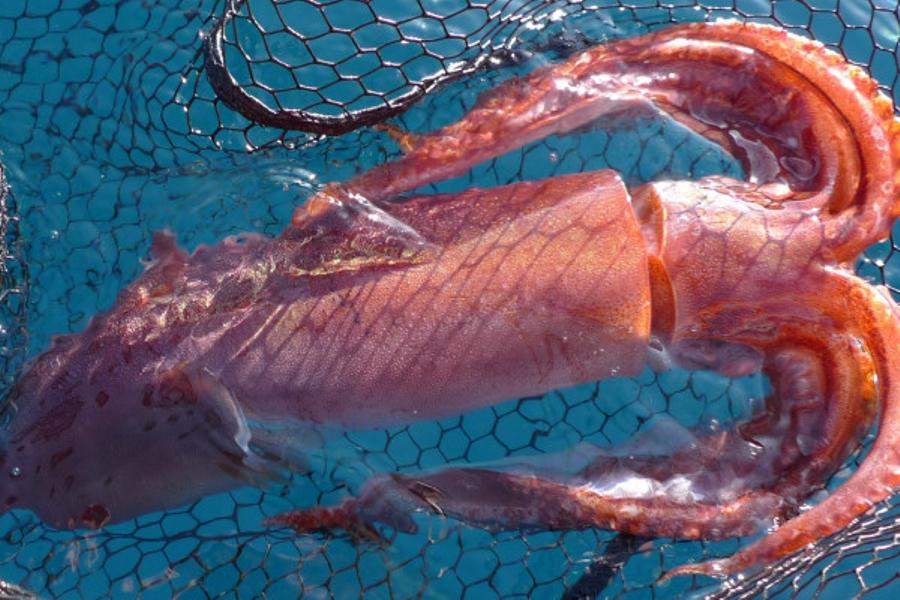 Night fishing for squids and nocturnal fishes - Fréjus