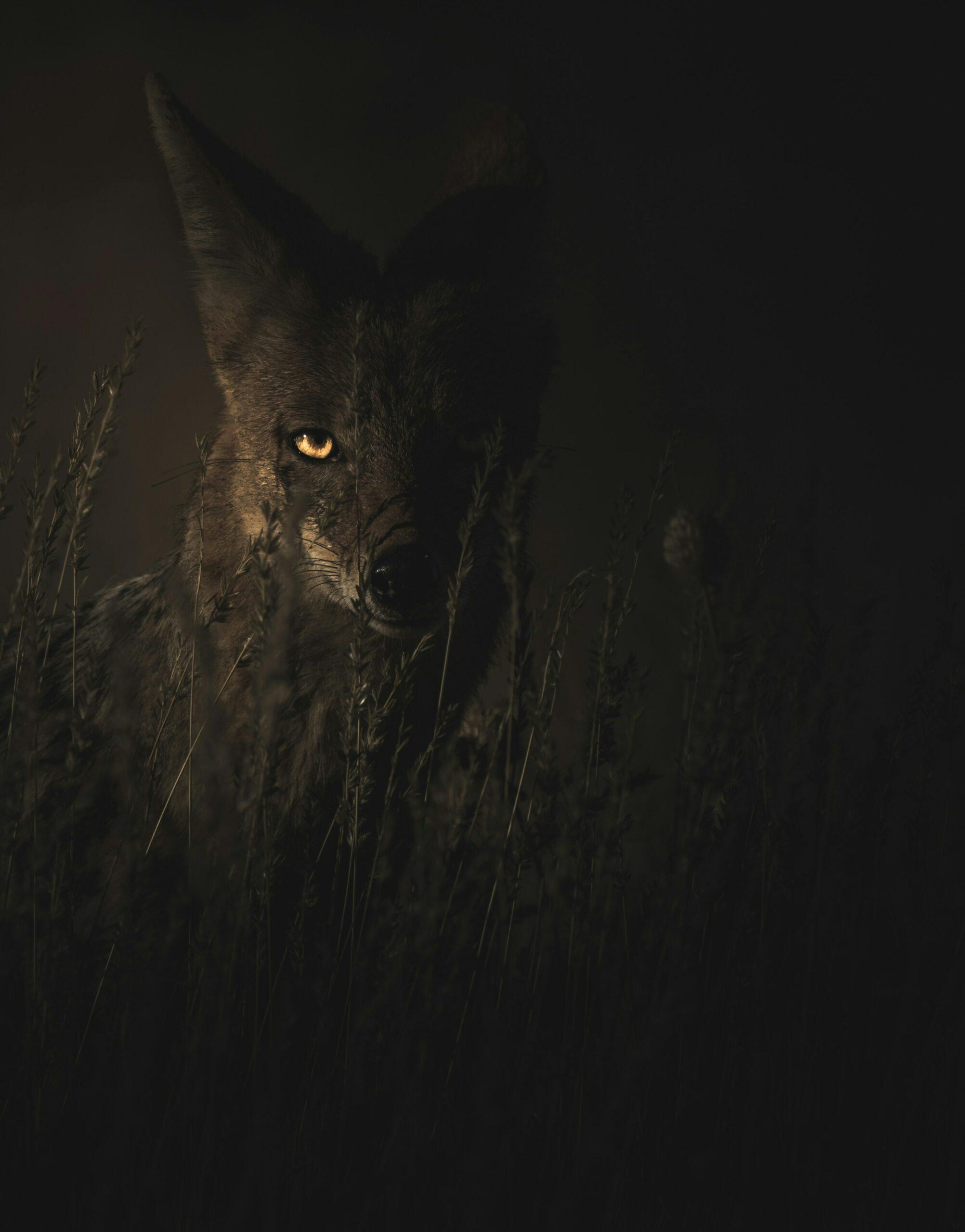 Soirée "Loups-garous" de Thiercelieux