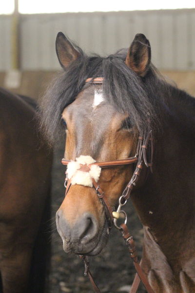Centre équestre de Thônes