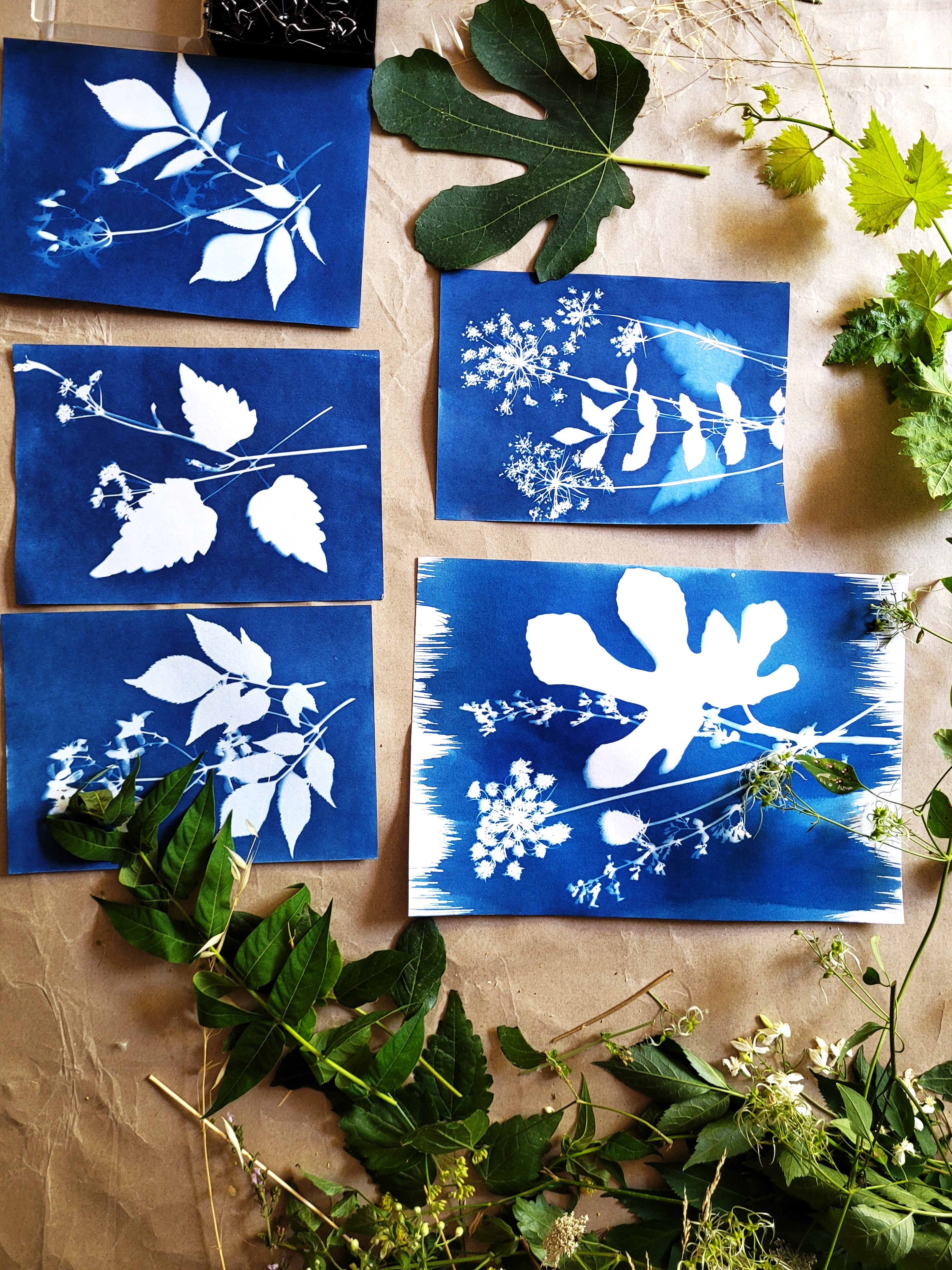 Ateliers carte de vœux en Cyanotype