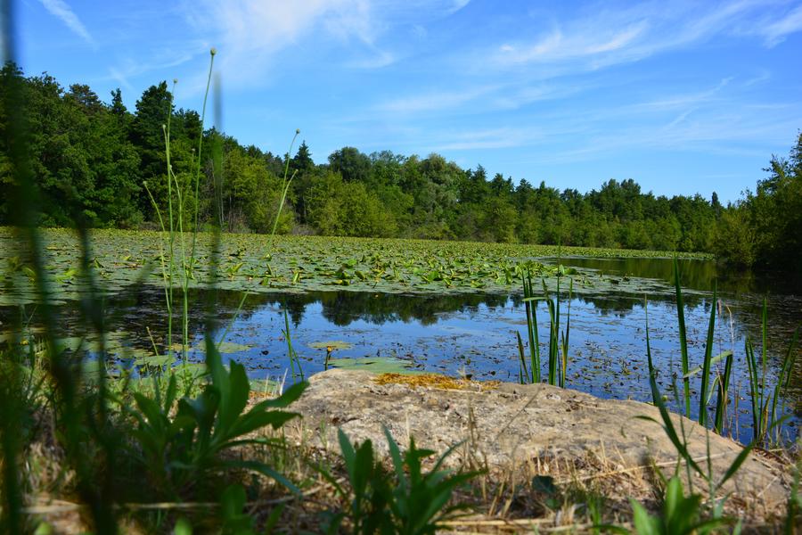 Le bois de l'Ane_Chavannes